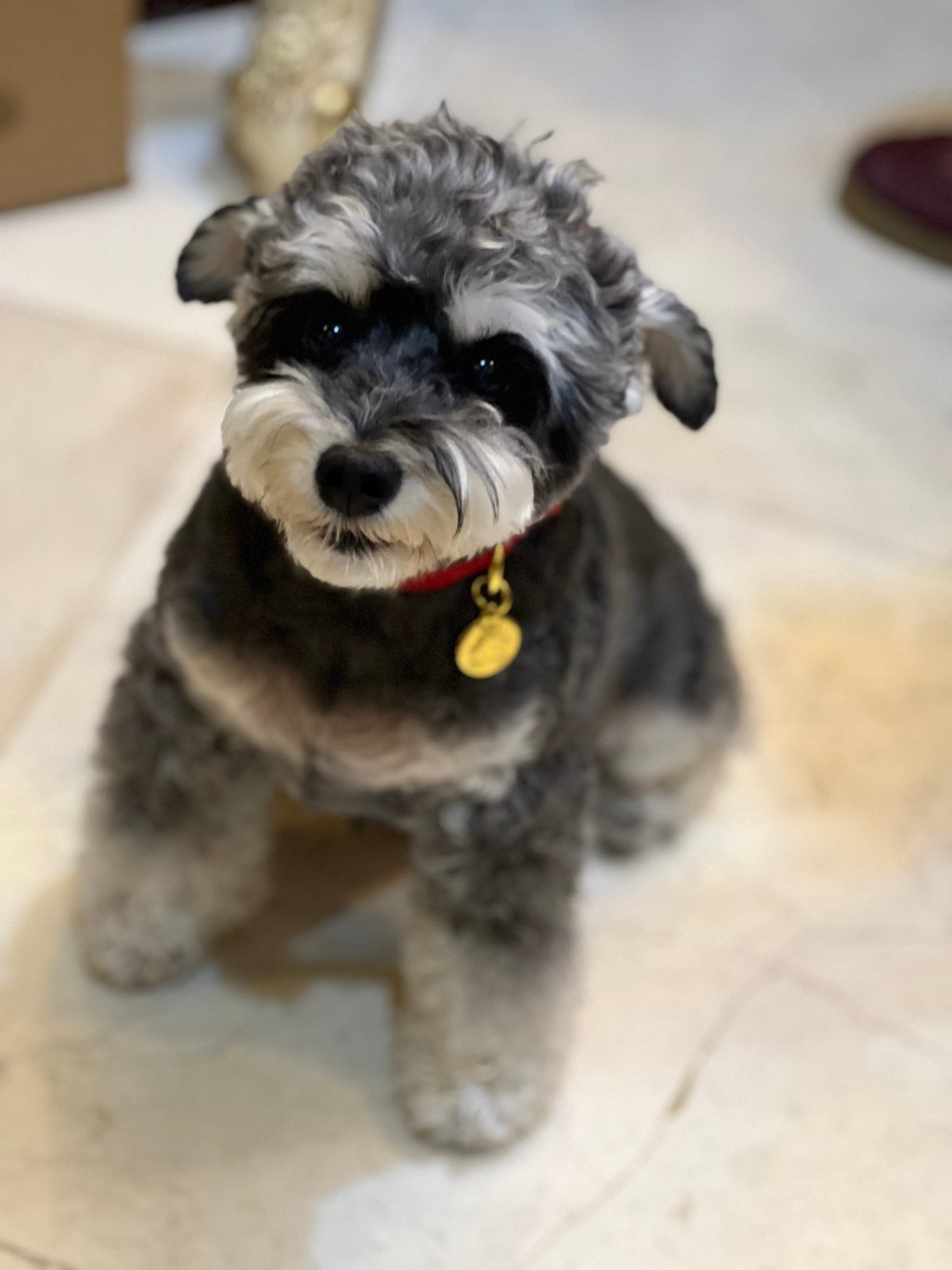 Daimi, Liu Yuning's grey schnauzer