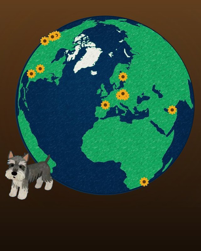 Sunflowers on a globe of fan messages, with Daimi the schnauzer